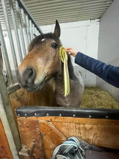 Post 106 of Show jumping with title Km idag på safir❤️ kom 3 i junior 