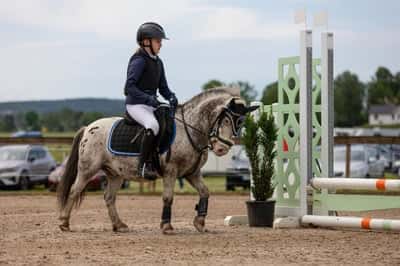 Inlägg 23 av Korsningsponny med titeln Hopptävling 