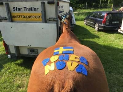Inlägg 16 av Galopp med titeln Nova & Annie tävlade sm kategori C🇸🇪❤️