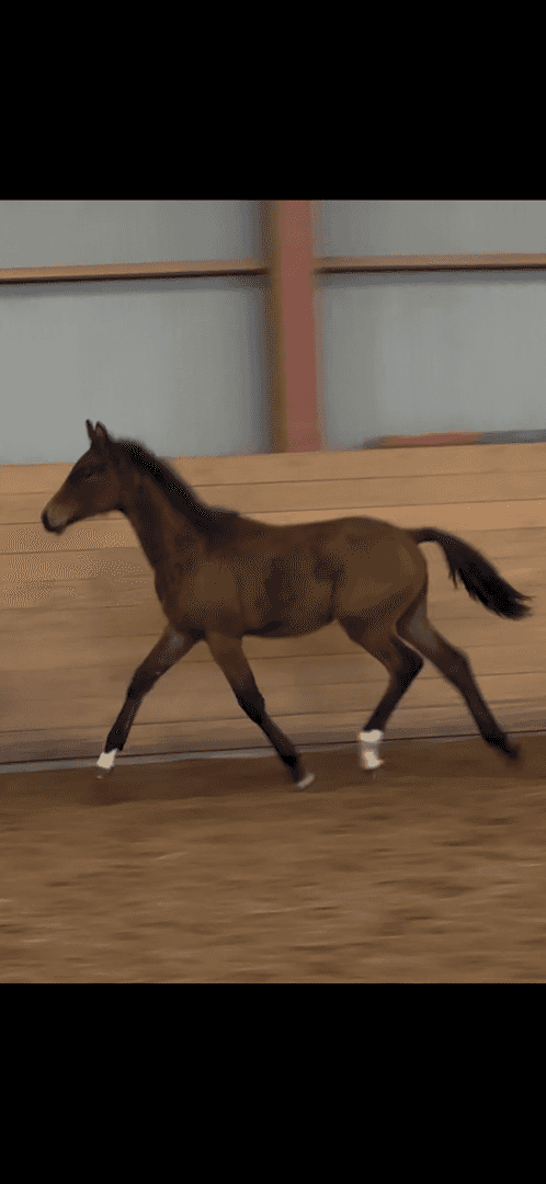 Bild av Din nästa dressyrhäst