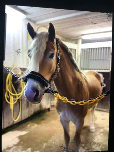 Inlägg 10 av Haflinger med titeln Borsta innan ridning❤️❤️