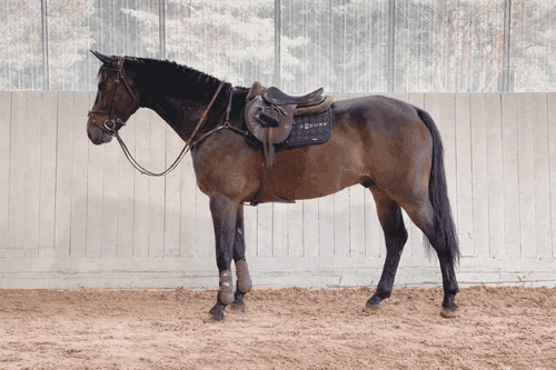 Bild av Valack som har allt