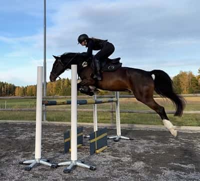 Inlägg 26 av Allround