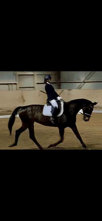 Inlägg 21 av Varmblodig ridhäst