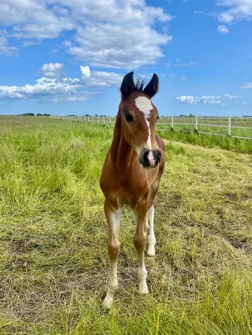 Bild av Underbart charmigt hingstföl född 2025