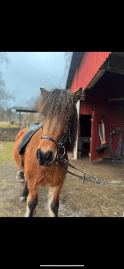 Inlägg 20 av Islandshäst med titeln Från årets sista ridtur 🤍