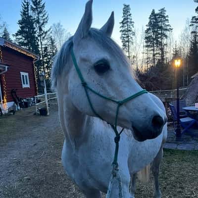 Juan les pins (Chani)