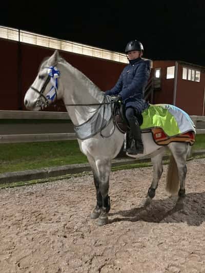 Post 273 of Show jumping with title P&J igår