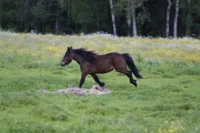 Inlägg 2 av Shetlandsponny med titeln Bete
