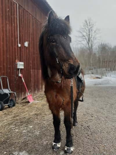 Inlägg 19 av Island med titeln Meitill 🖤