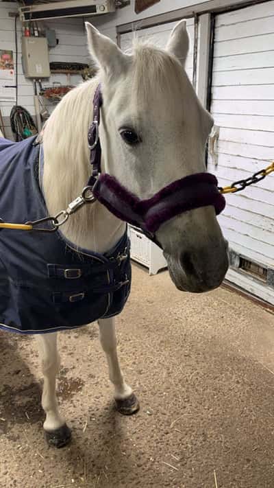 Inlägg 22 av Welshponny med titeln 💜💜