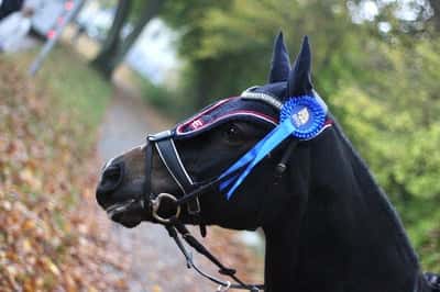 Post 357 of Show jumping with title Tävling på Bromma Ridklubb 