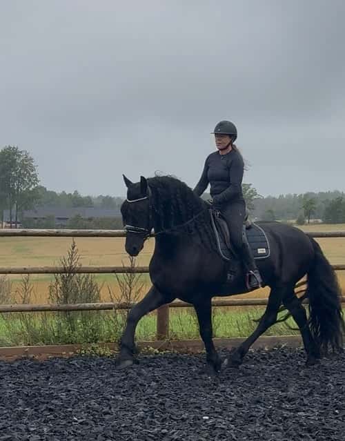 Bild av Frieser Hingst 