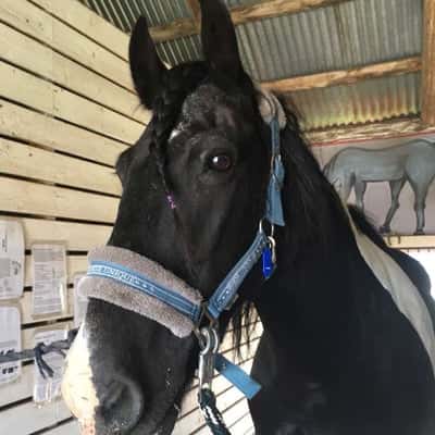 Irish max well "max"