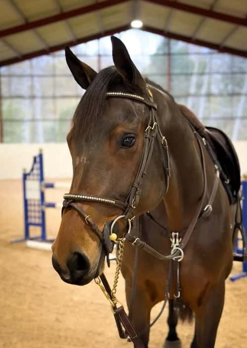 Bild av Häftigt sto med power