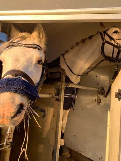 Inlägg 4 av Lipizzaner med titeln Zara på sin första pay n jump!