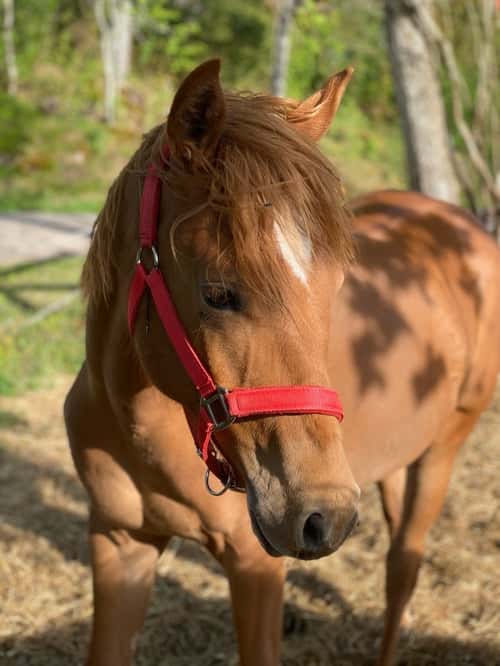 Bild av 1 årig quartersto 