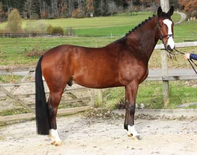 Herrlicher Sportler mit grosser Zukunft