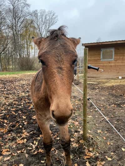 Inlägg 6 av Mula med titeln Bruno🥸