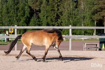 Post 12 of Gotland Pony with title Porträtt 