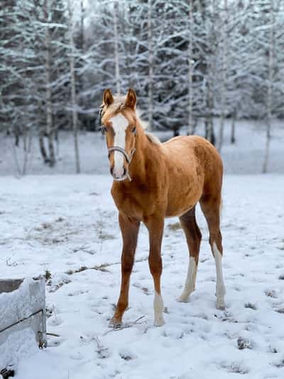 Inlägg 122 av Allround med titeln Parvel🫶🏼