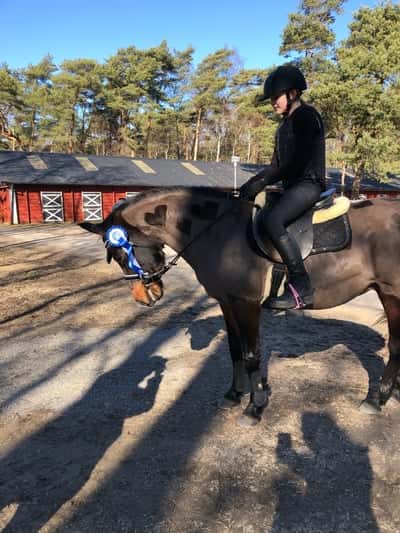 Post 432 of Show jumping with title P&J