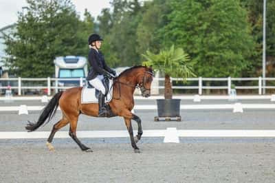 Inlägg 32 av Dressyr med titeln NM 2022