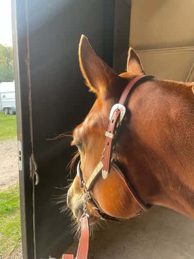 Inlägg 14 av Quarterhäst med titeln Paint championatet 