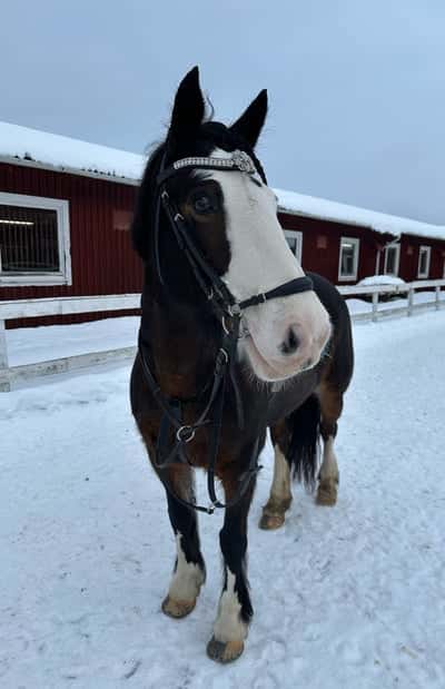 Inlägg 21 av Irländsk ridponny med titeln Superfin Rolo förra hopptävlingen🤍
