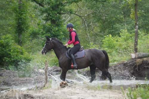 Bild av Mandela – sto född 2011, till salu som hobby/projekt-/avelshäst