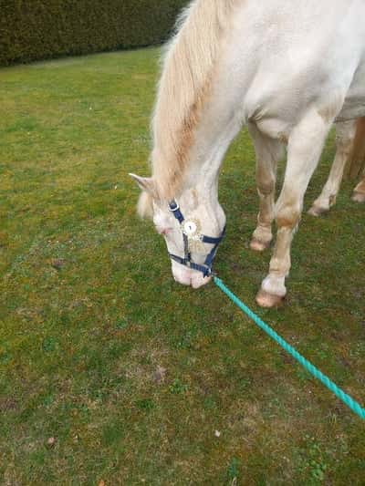 Post 16 of Halfblood with title Myss i stallet igår med Sonja och hästarna 