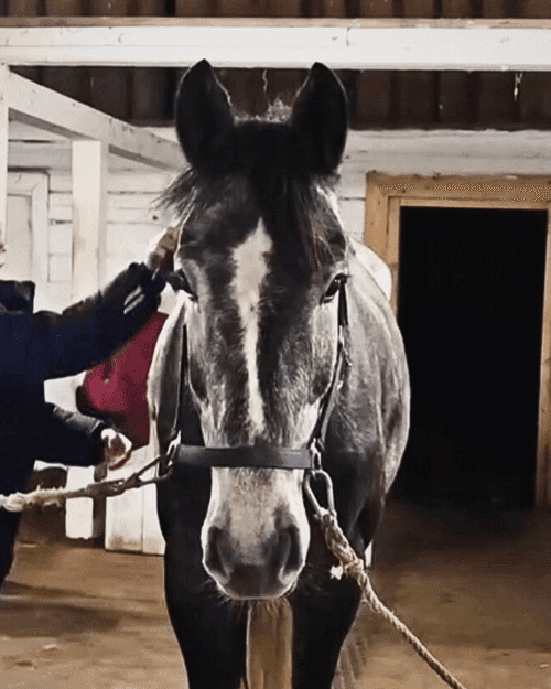 Bild av Trygg valack e. Polo vd Bisschop