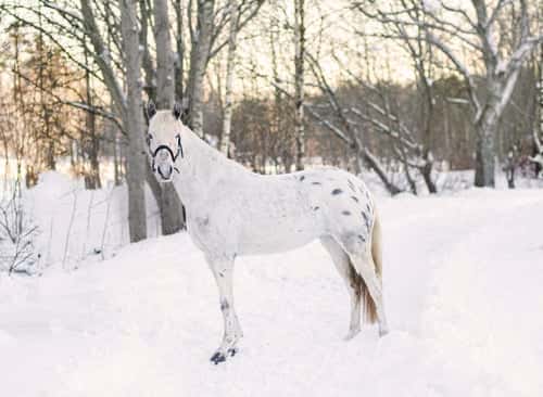 Bild av Ponny för framtiden