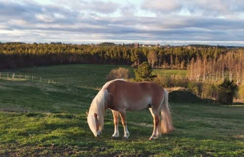 Bild av Trevlig kille 