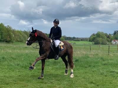 Post 236 of Show jumping with title 4 placering 