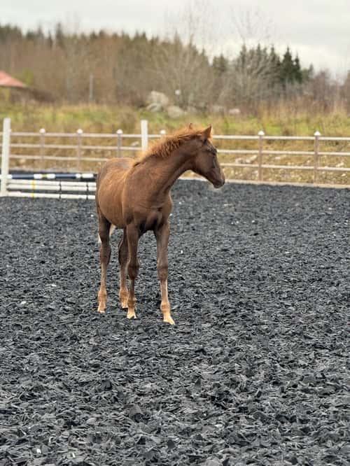 Bild av Fin åring efter Zafferano