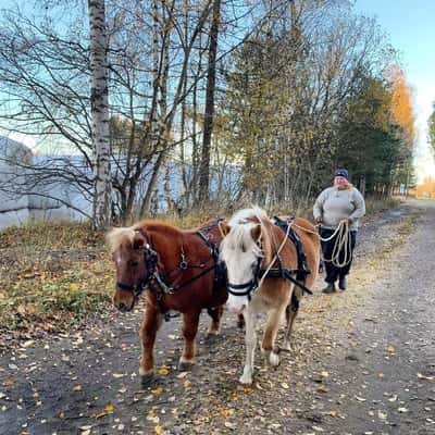 Inlägg 6 av Unghäst med titeln Docka 6222 i par med shetlandsponnyn Julia