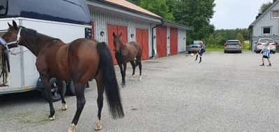 Inlägg 22 av Korsningshäst med titeln Hemma