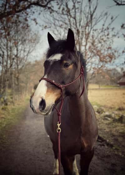 Inlägg 41 av Allround