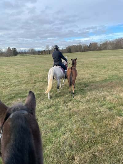 Inlägg 91 av Allround med titeln Bruno på tur idag ❤️