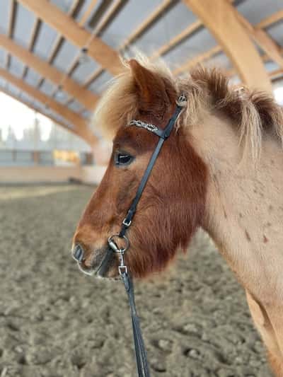 Inlägg 18 av Island med titeln Vidar❤️‍🩹