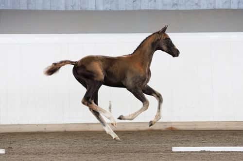 Bild av Magiskt vacker grabb