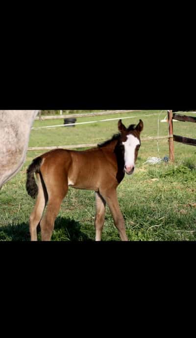 Inlägg 9 av Svensk Ridponny