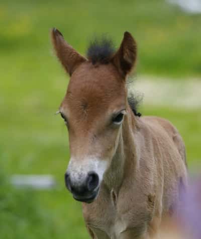 Post 13 of Gotland Pony with title Föddes