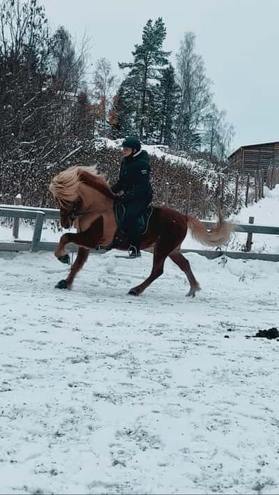 Inlägg 20 av Island med titeln ❄️⛄️
