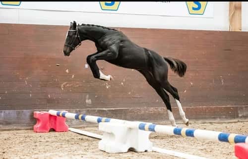 Image of Framtida stjärna, i fas inför 3-årstestet