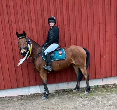 Post 326 of Show jumping with title HalloweenHoppet Åmål😍