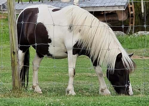 Bild av Amerikansk miniatyrhäst 