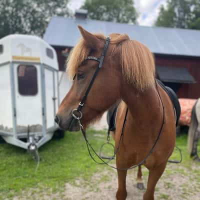 Mánadís från Vallbo