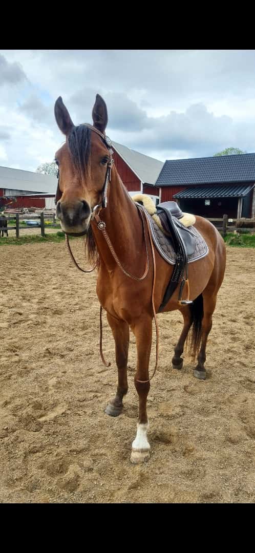 Bild av Panda - Arabiskt fullblod!